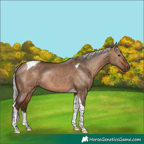 Horse Color:Silver Brown Dun Tobiano Rabicano