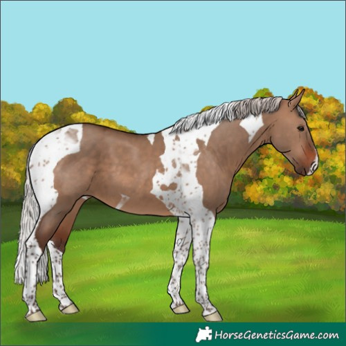 Horse Color:Silver Brown Dun Tobiano