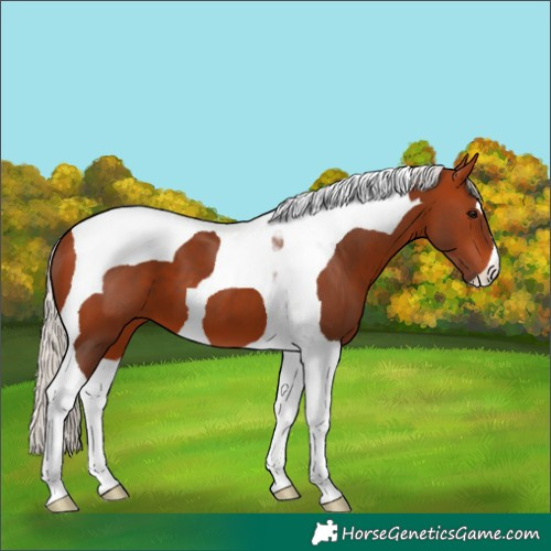 Horse Color:Silver Bay Tobiano