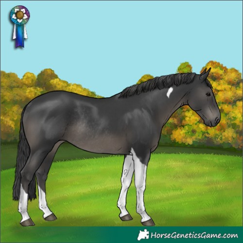 Horse Color:Black Tobiano Rabicano