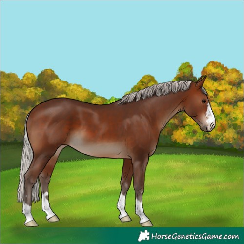 Horse Color:Silver Brown