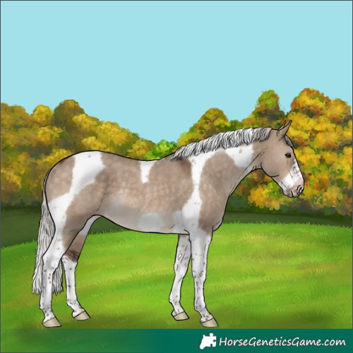 Horse Color:Silver Brown Dun Tobiano Frame Rabicano 
