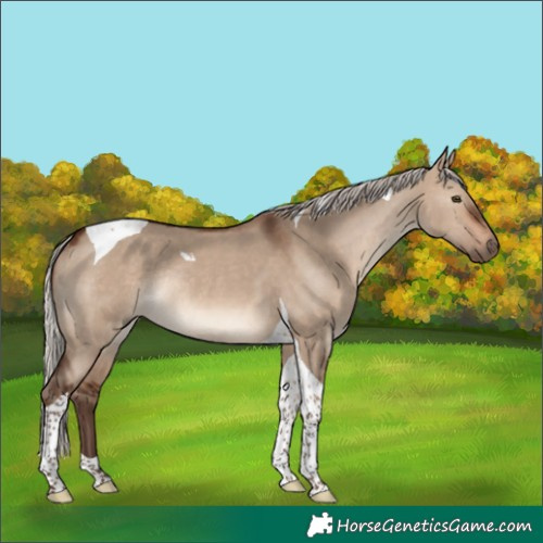Horse Color:Silver Brown Dun Tobiano Rabicano 