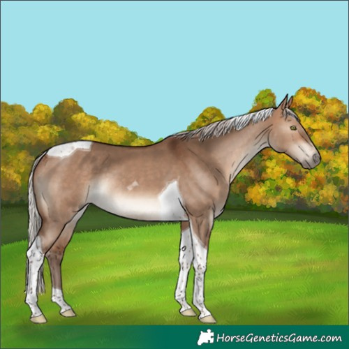 Horse Color:Silver Bay Dun Tobiano Rabicano