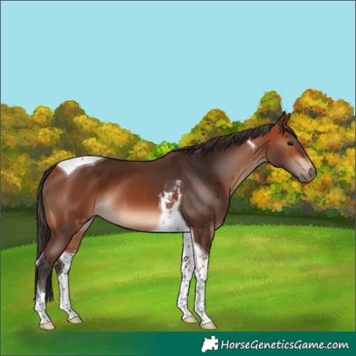 Horse Color:Bay Tobiano