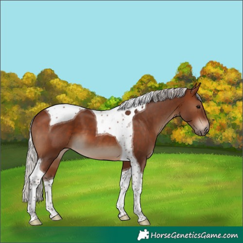 Horse Color:Silver Brown Tobiano 