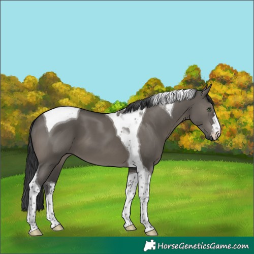 Horse Color:Grullo Tobiano 