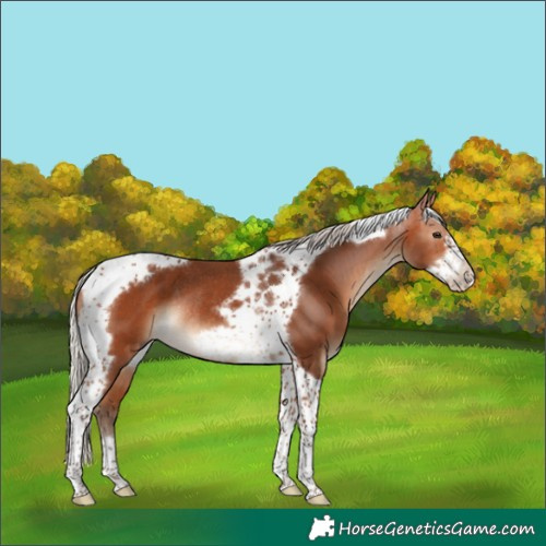 Horse Color:Silver Bay Tobiano Frame Rabicano 
