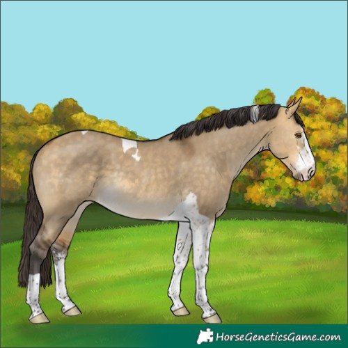 Horse Color:Buckskin Dun Sabino Tobiano Rabicano 