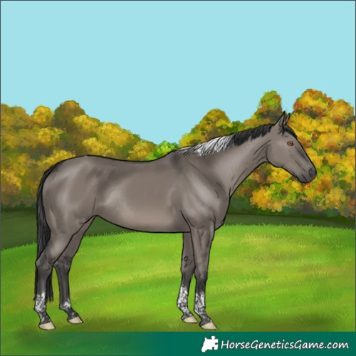 Horse Color:Grullo Tobiano Rabicano 