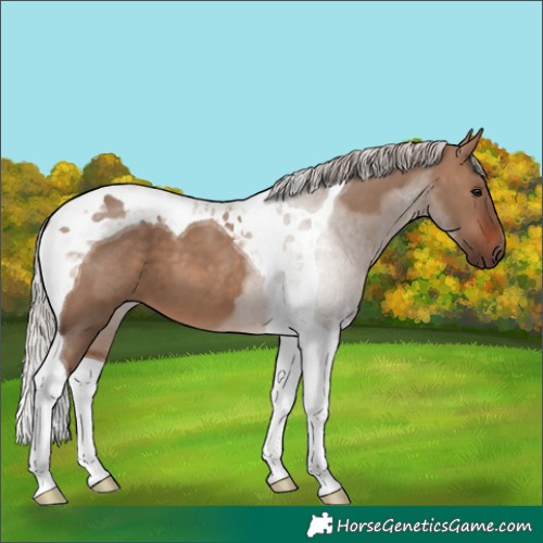 Horse Color:Silver Brown Dun Tobiano