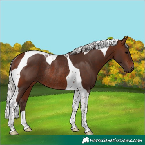 Horse Color:Silver Brown Tobiano Rabicano 