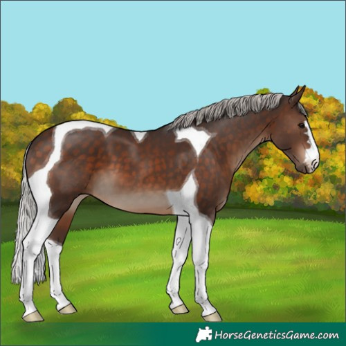Horse Color:Silver Brown Tobiano