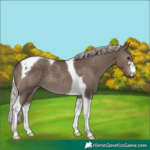 Horse Color:Silver Black Tobiano 