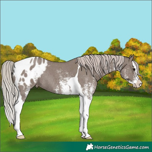 Horse Color:White Spotted Silver Grullo Splash Tobiano Appaloosa Rabicano 