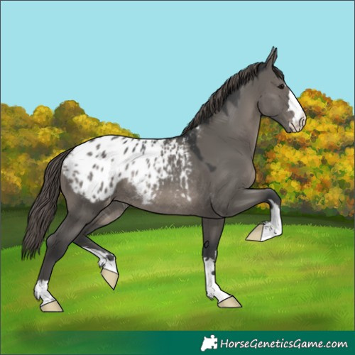 Horse Color:Grullo Blanket Rabicano 