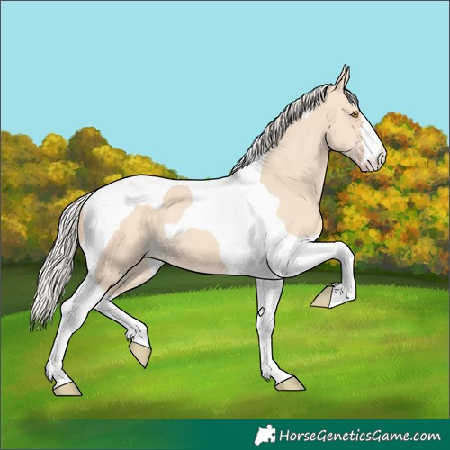 Horse Color:Silver Classic Champagne Dun Tobiano