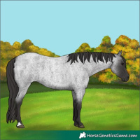Horse Color:Smoky Blue Roan