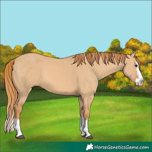 Horse Color:Red Dun Splash 