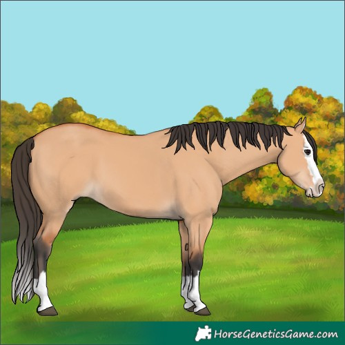 Horse Color:Bay Dun Splash 