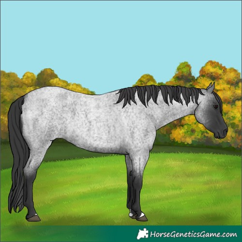 Horse Color:Blue Roan