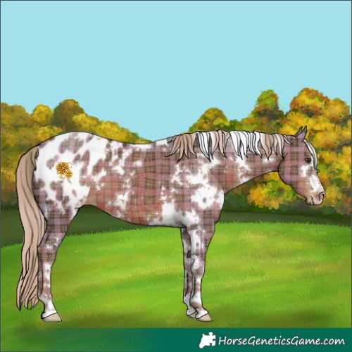 Horse Color:Plaid  White Spotted Liver Chestnut Appaloosa 