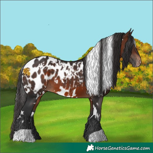 Horse Color:White Spotted Brown Appaloosa 