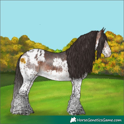 Horse Color:Brown Sabino Splash Appaloosa