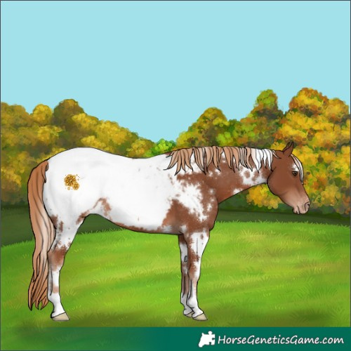 Horse Color:White Spotted Chestnut Appaloosa 