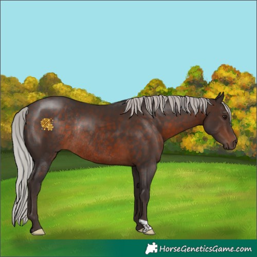 Horse Color:Silver Brown Rabicano 