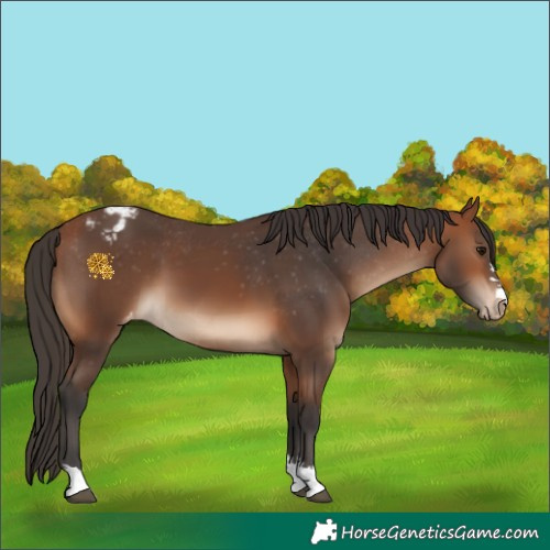 Horse Color:Bay Appaloosa 