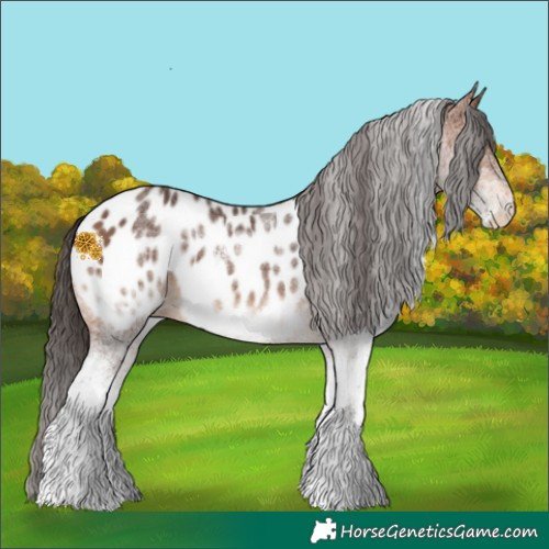 Horse Color:White Spotted Bay Appaloosa 
