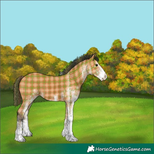 Horse Color:Plaid White Spotted Bay