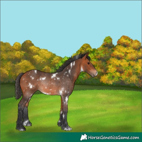 Horse Color:White Spotted Bay 