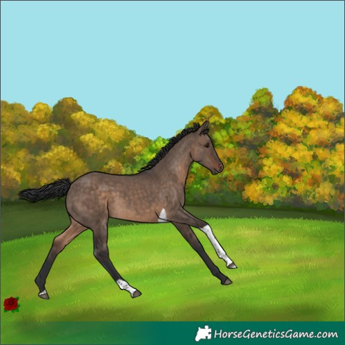 Horse Color:Brown Dun Tobiano