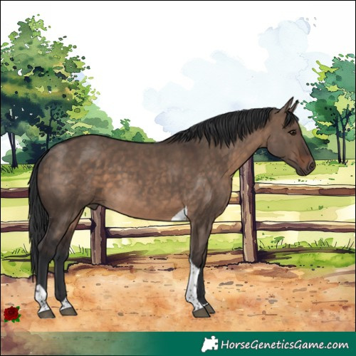 Horse Color:Brown Dun Tobiano