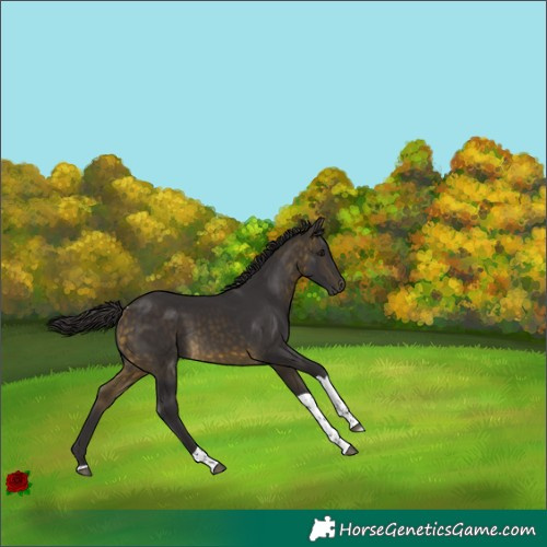 Horse Color:Buckskin Tobiano 