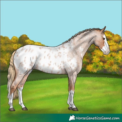 Horse Color:Red Roan Splash Appaloosa 