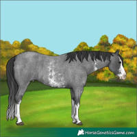 Horse Color:Blue Roan Sabino Splash  and Blue Roan Sabino Splash 