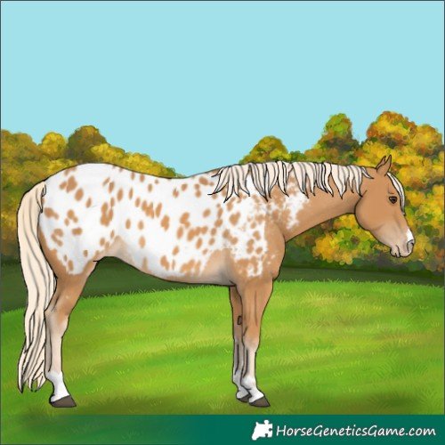 Horse Color:Palomino Appaloosa