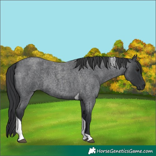 Horse Color:Blue Roan Tobiano