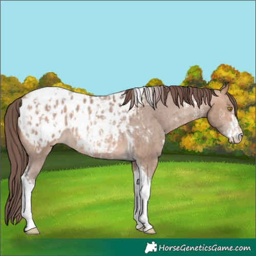 Horse Color:Amber Champagne Sabino Tobiano Appaloosa and Amber Champagne Sabino Tobiano Appaloosa