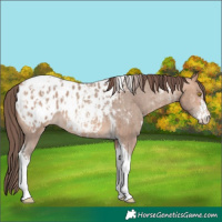 Horse Color:Amber Champagne Sabino Tobiano Blanket  and Amber Champagne Sabino Tobiano Blanket 