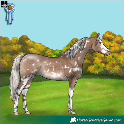 Horse Color:White Spotted Silver Brown Dun Splash Rabicano