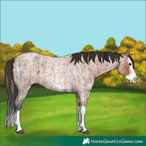 Horse Color:Blue Roan Sabino Splash and Bay Roan Sabino Splash
