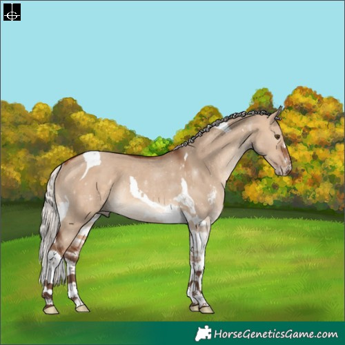 Horse Color:Silver Brown Dun Sabino Tobiano Rabicano