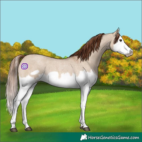 Horse Color:Red Dun Roan Splash Frame Rabicano