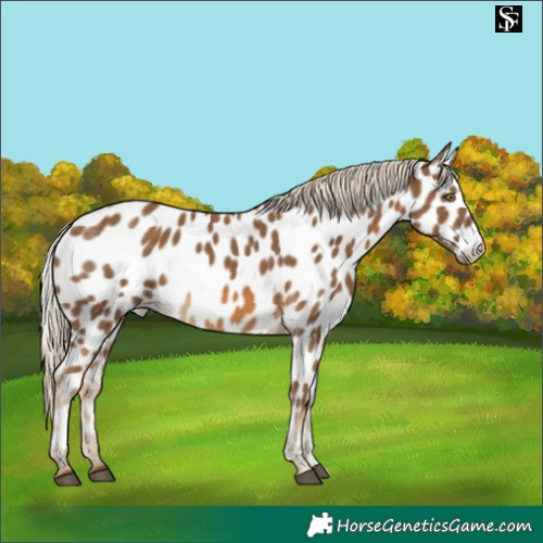 Horse Color:Chocolate Palomino Near Leopard