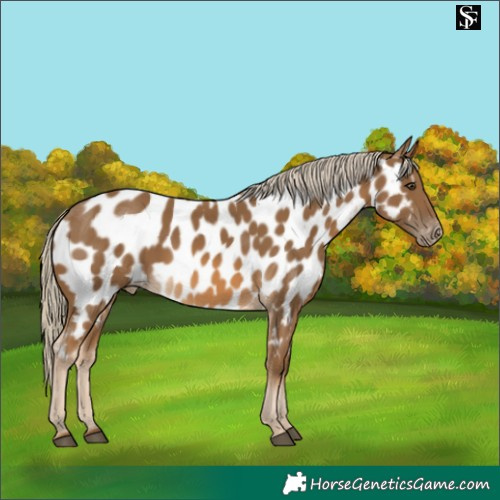 Horse Color:Chocolate Palomino Near Leopard