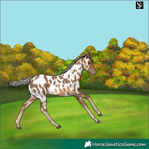 Horse Color:Chocolate Palomino Appaloosa 